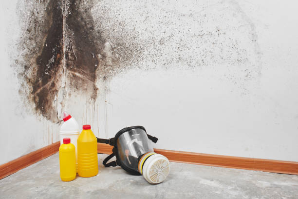 Certified Mold Removal in Williamson, WV