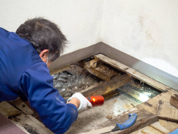 Best Crawl Space Mold Removal  in Williamson, WV