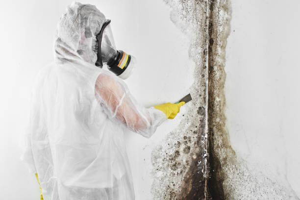 Best Home Mold Removal  in Williamson, WV