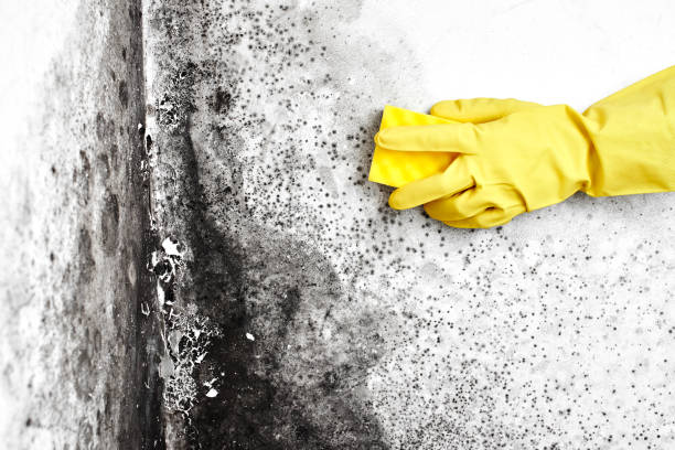 Best Mold Remediation  in Williamson, WV