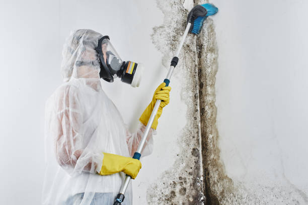 Best Same-Day Mold Removal  in Williamson, WV