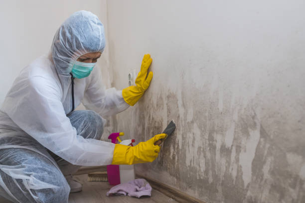 Best Black Mold Removal  in Williamson, WV