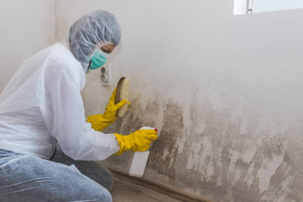 Best Certified Mold Removal  in Williamson, WV