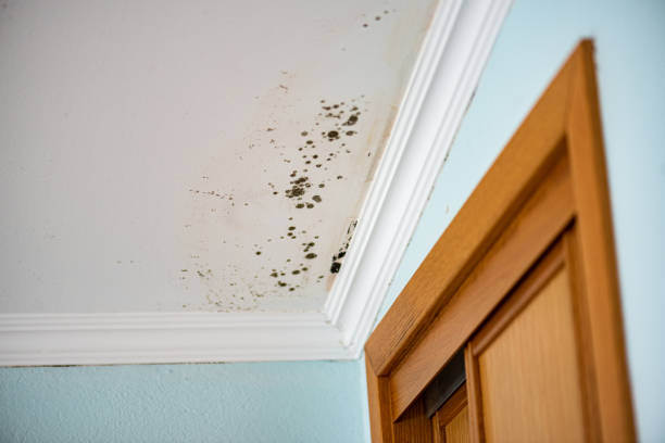 Best Residential Mold Removal  in Williamson, WV