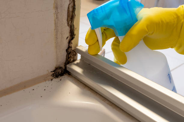 Best Mold Remediation Services  in Williamson, WV