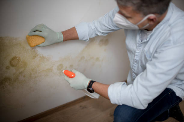 Best Emergency Mold Removal  in Williamson, WV