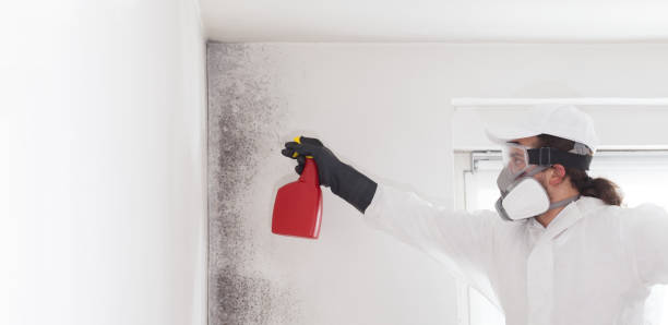 Best Home Mold Removal  in Williamson, WV