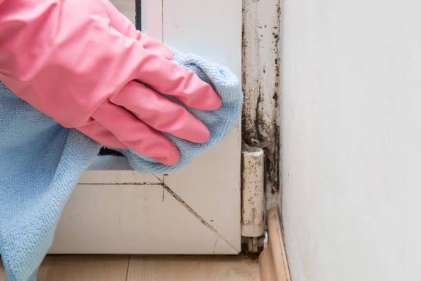 Best Attic Mold Removal  in Williamson, WV