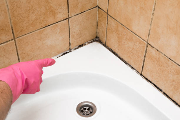 Best Local Mold Removal Service  in Williamson, WV